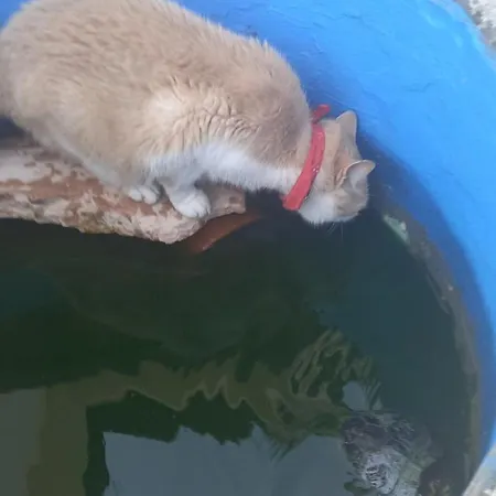 Il Grifo סבאודיה